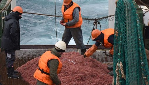 altText(Argentina y Chile buscan proteger al krill tras más de 4 décadas de saqueo)}