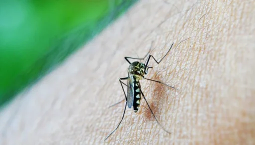  Más de 41.200 casos de dengue se registraron en 15 provincias