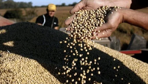 Otro revés para Milei: se derrumba el potencial de soja por el calor