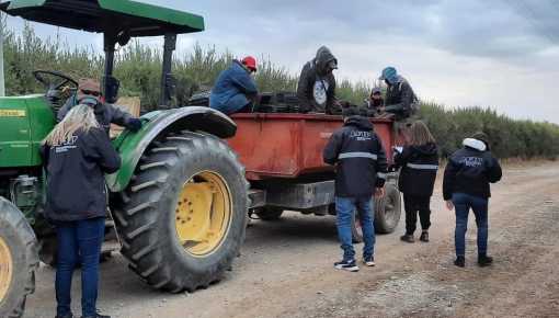 Explotación laboral: 99% de irregularidades en un olivar