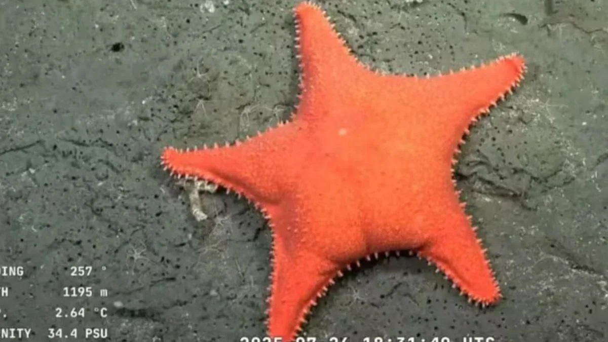 Streaming del Conicet: explicaron por qué la estrella de mar parece tener cola