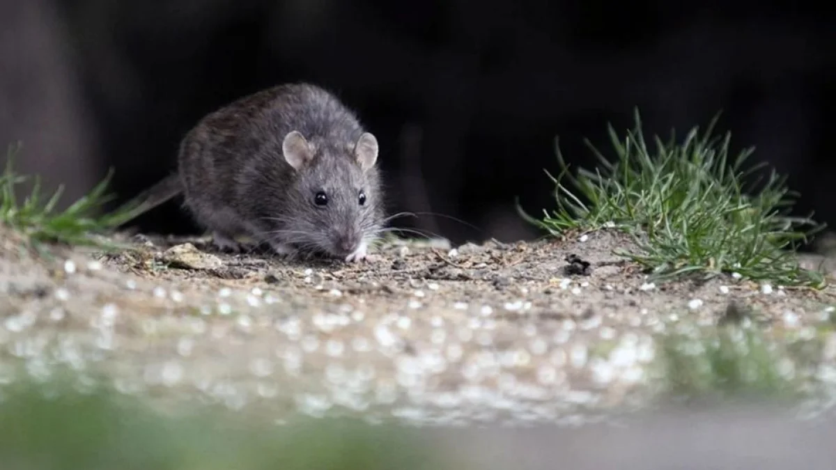 Hantavirus en Argentina: 112 casos confirmados y una cifra que enciende las alertas