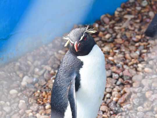 Seis pingüinos volvieron al mar tras sobrevivir a redes de pesca y contaminación